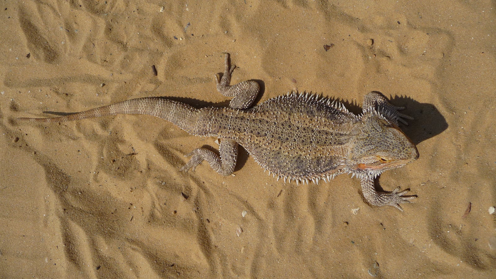 Bildmotiv: Bartagame