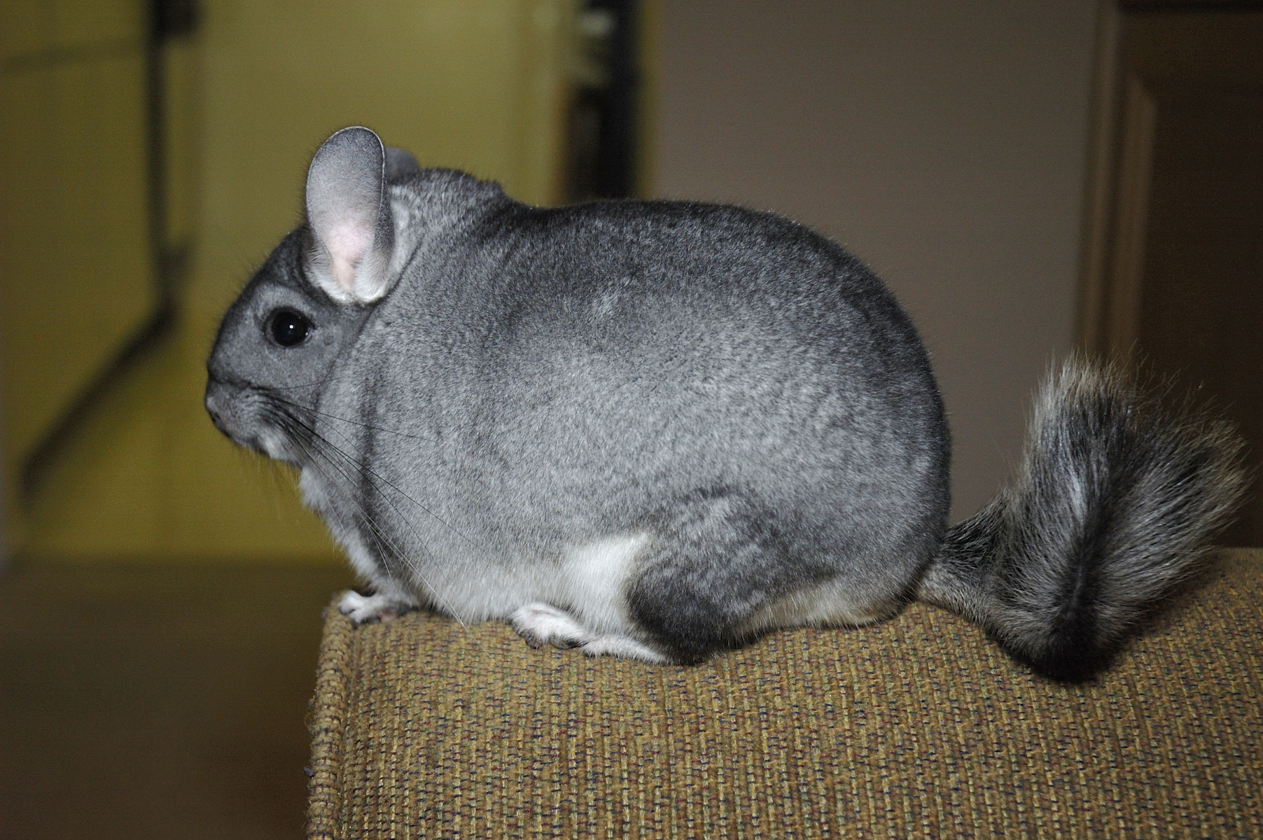 Bildmotiv: Chinchilla