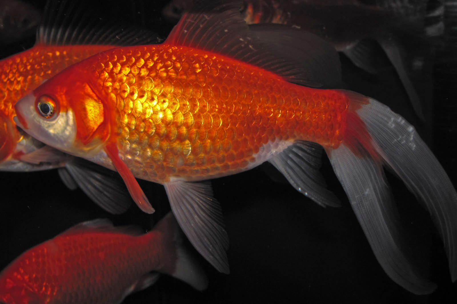 Bildmotiv: Goldfisch