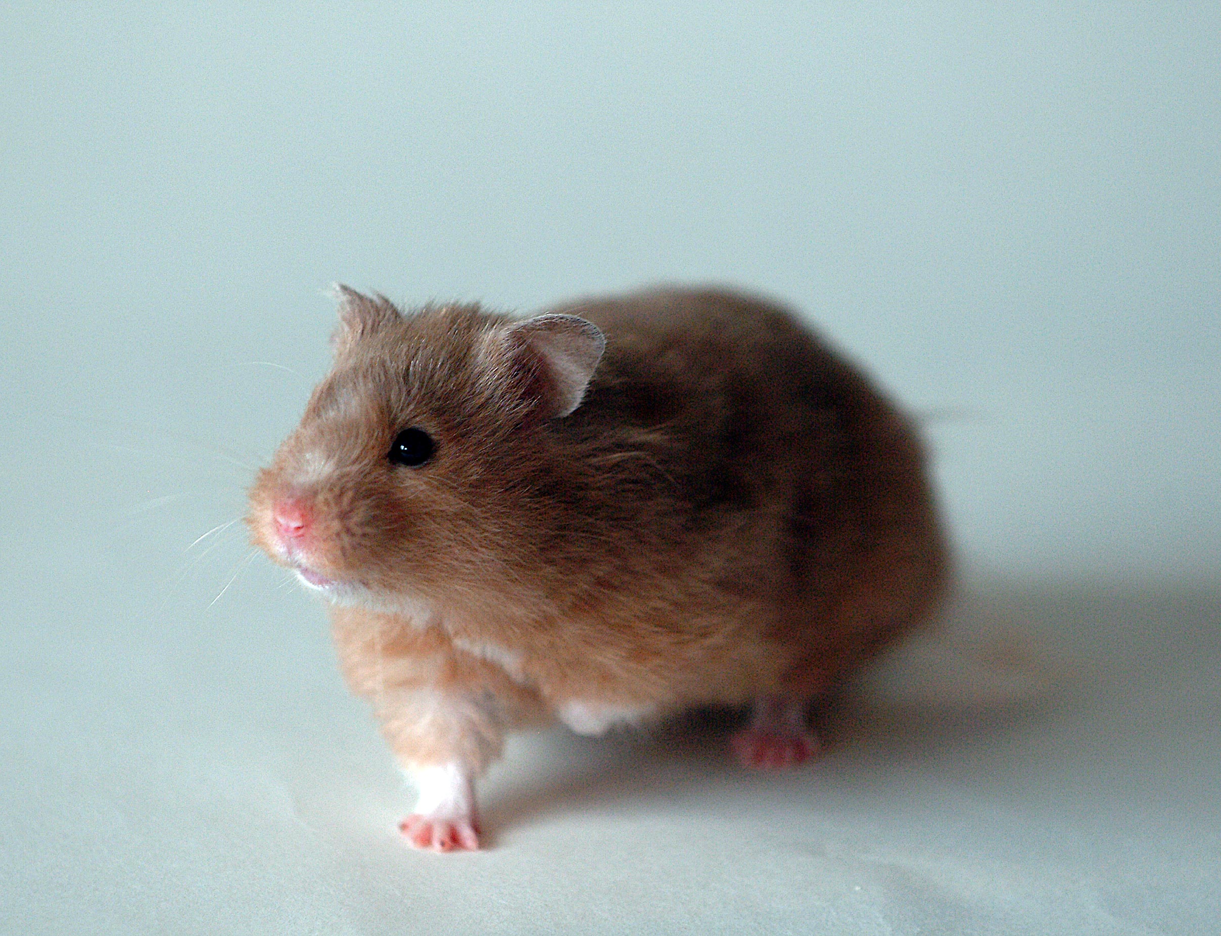Bildmotiv: Hamster