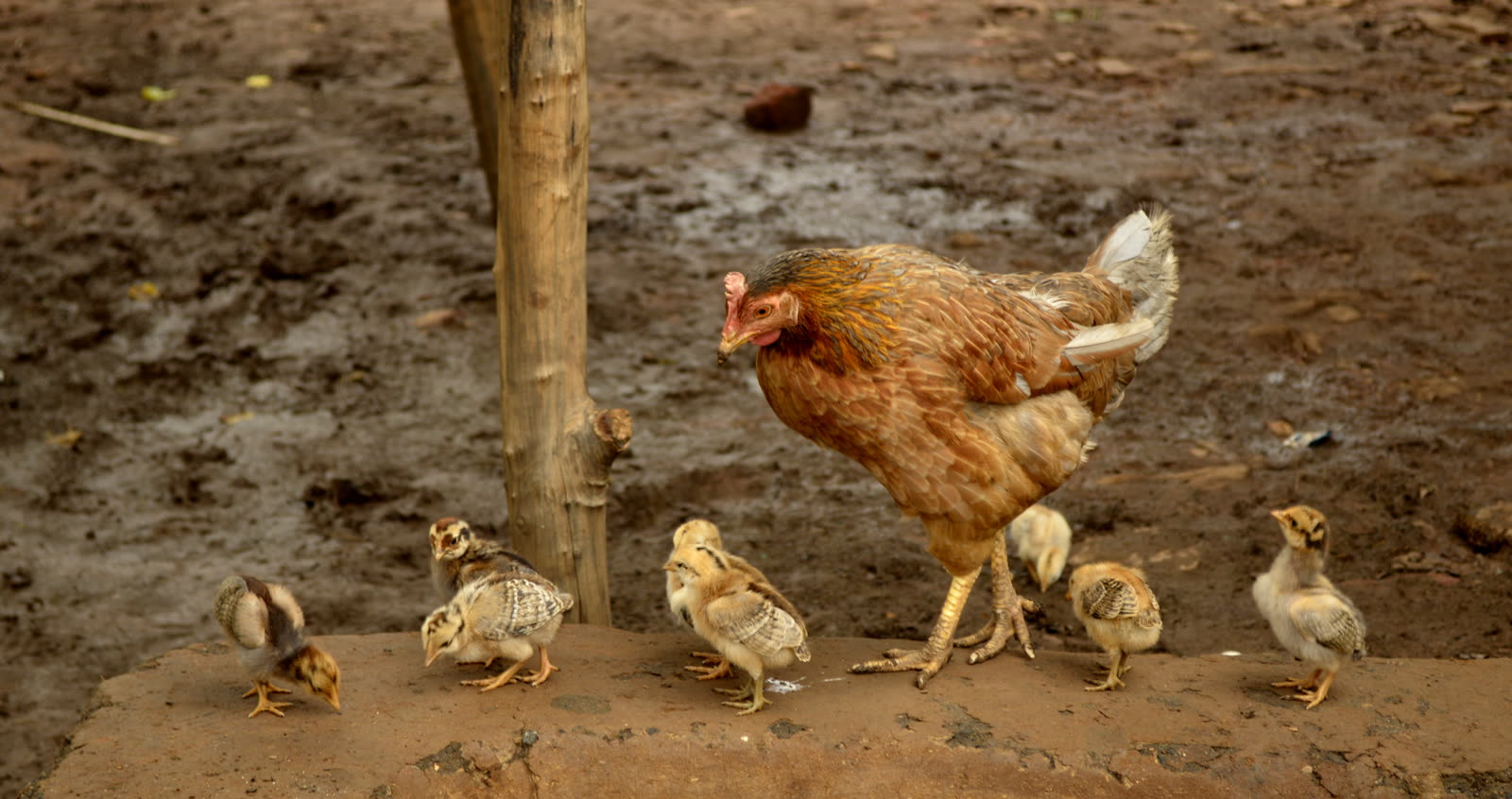 Bildmotiv: Huhn