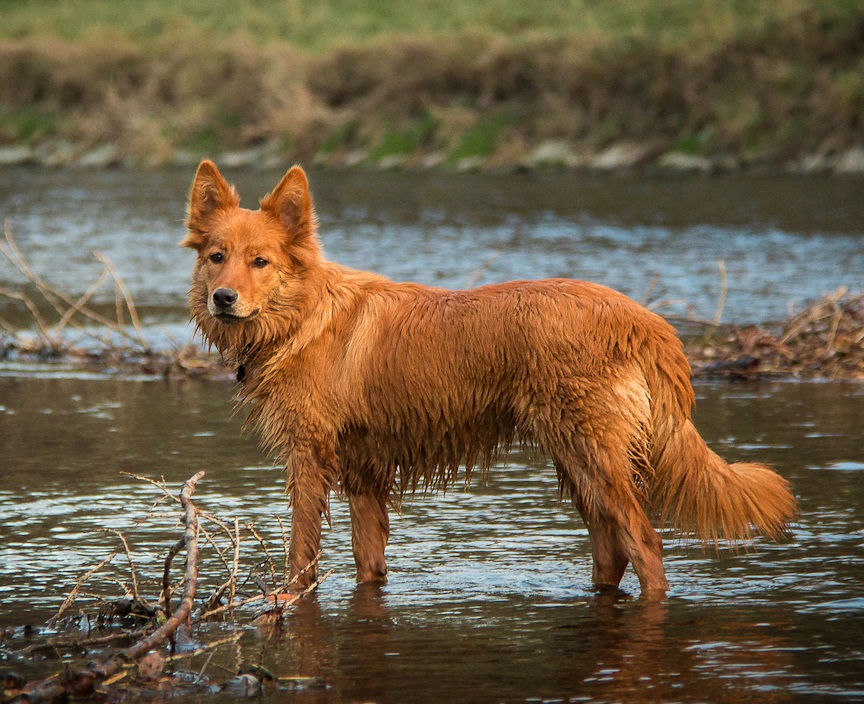 Bildmotiv: Hund