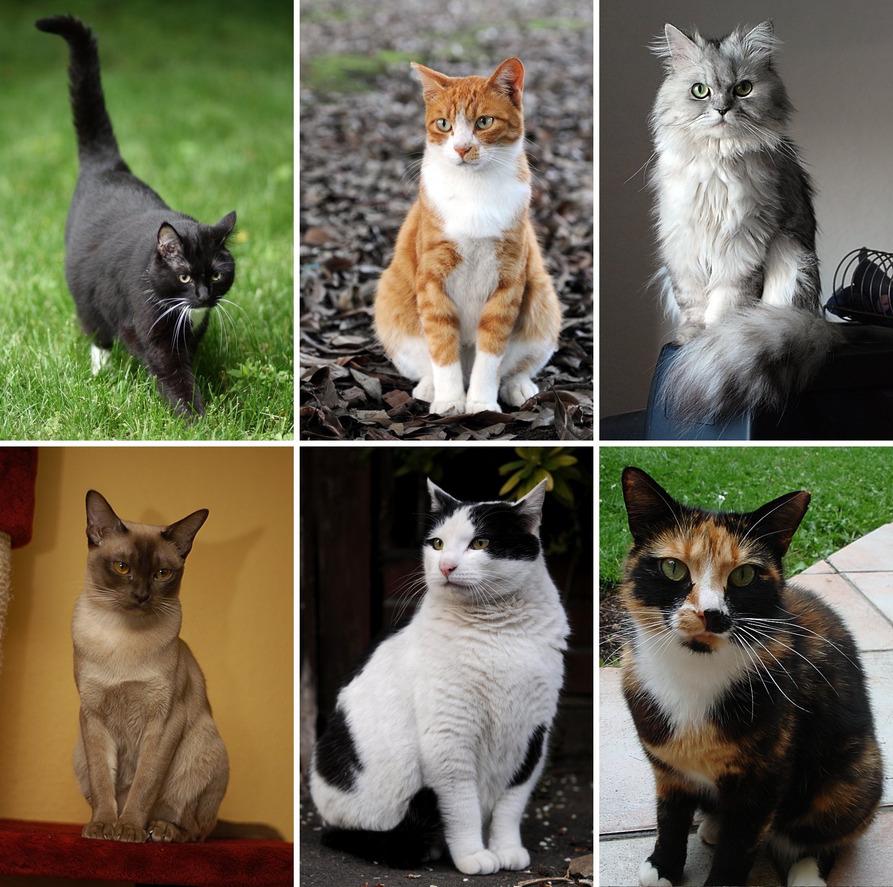 Bildmotiv: Hauskatze