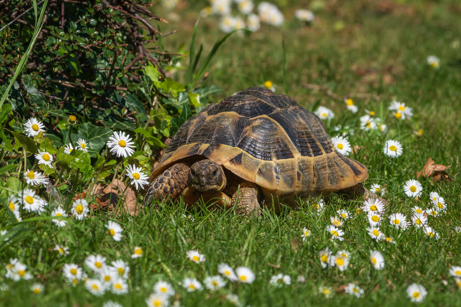 Bildmotiv: Griechische Landschildkröte