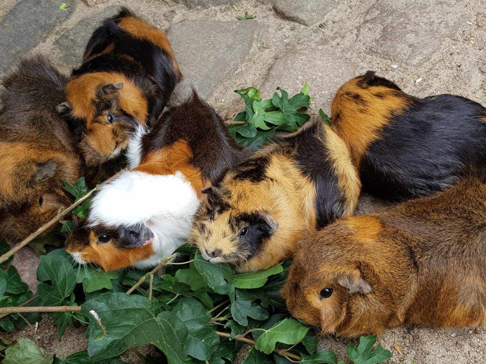 Bildmotiv: Meerschweinchen