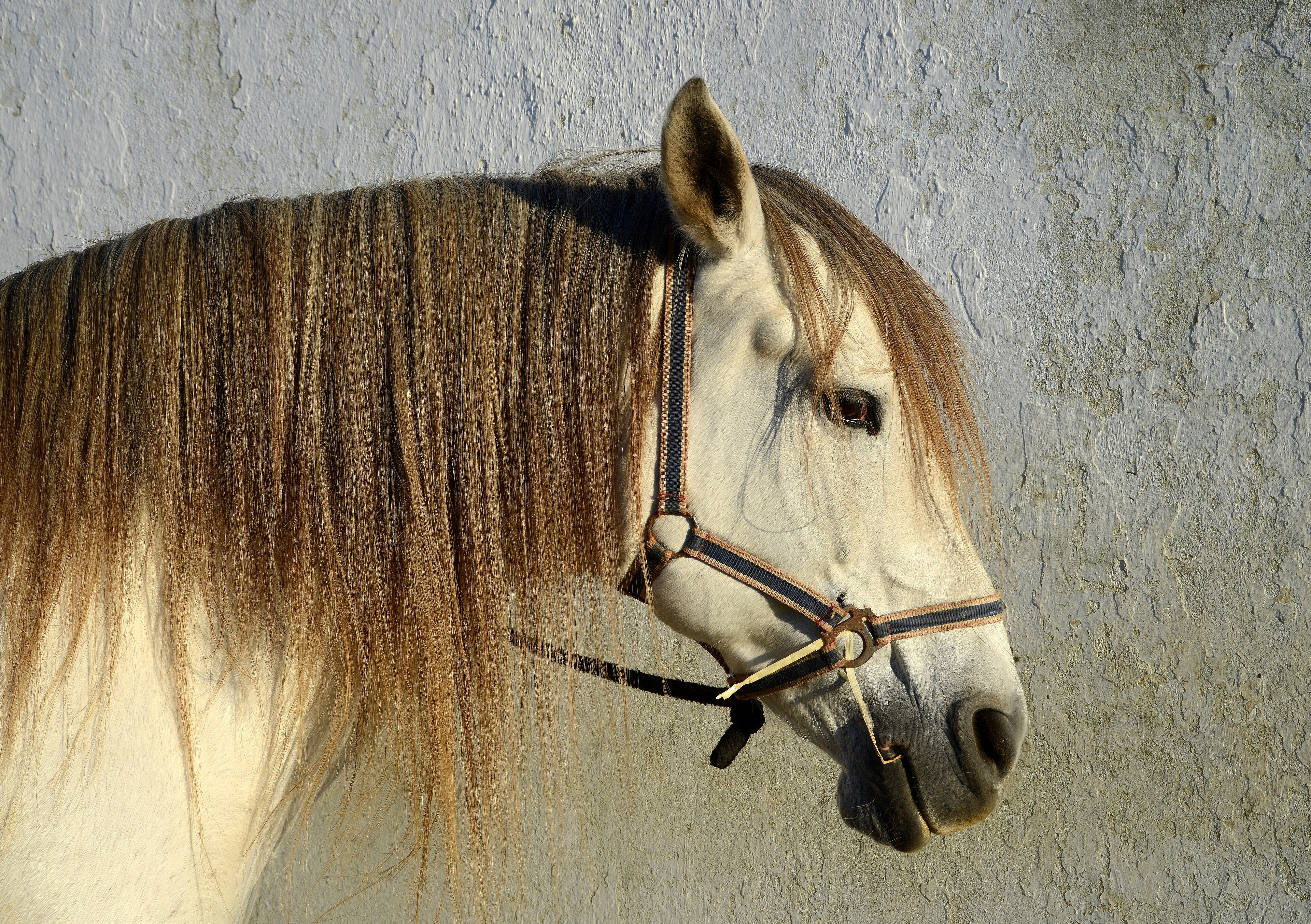 Bildmotiv: Hauspferd