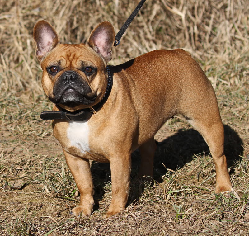 Französische Bulldogge