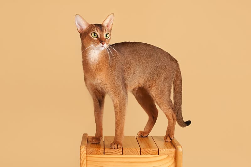 Abessinierkatze