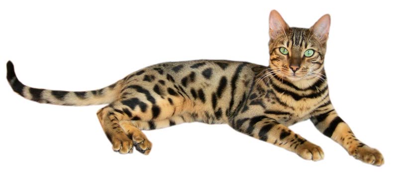 Bengalkatze