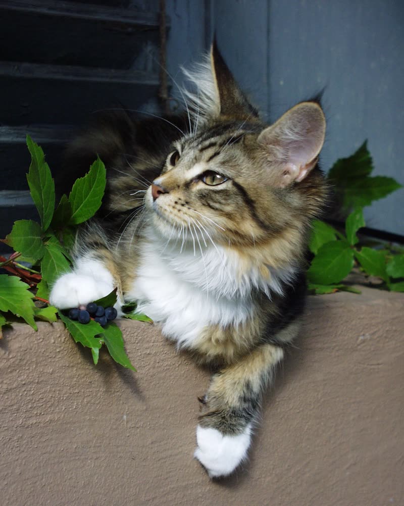 Maine Coon