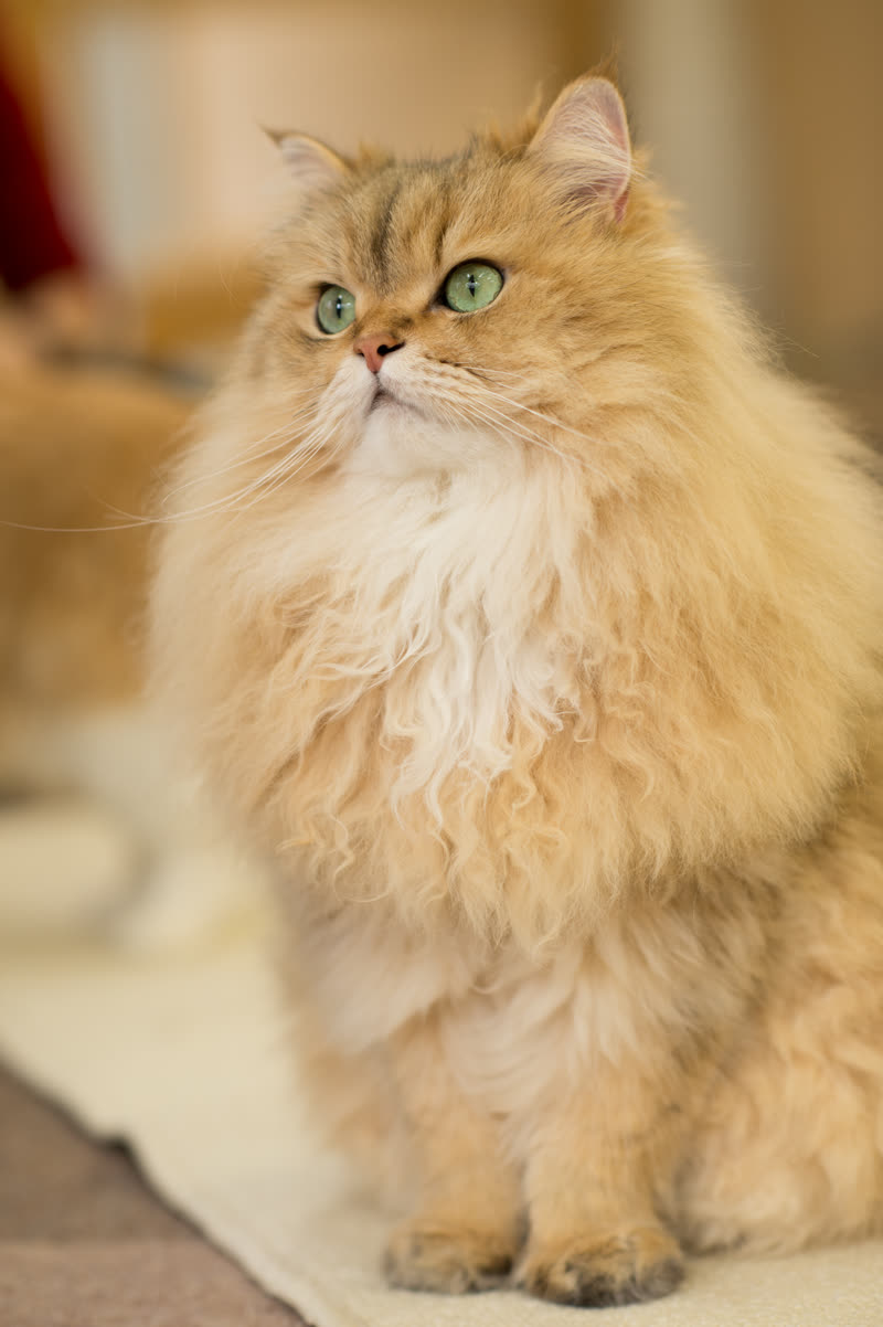 Perserkatze
