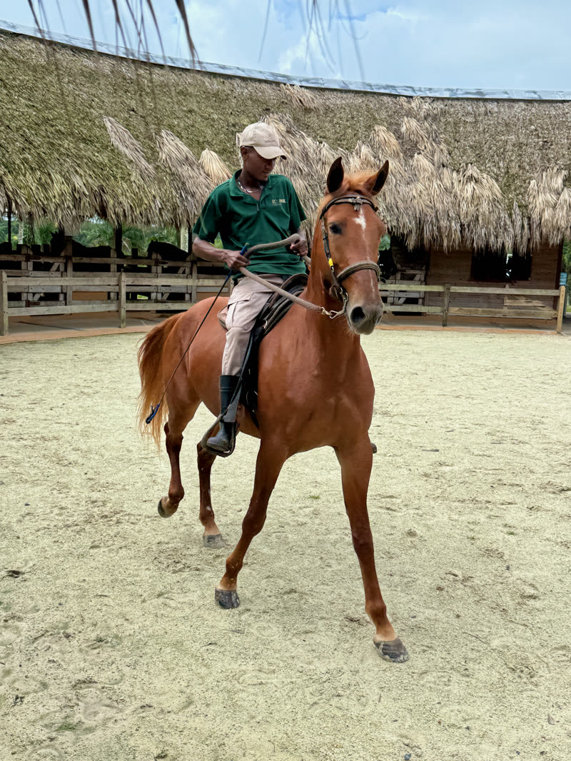 American Quarter Horse