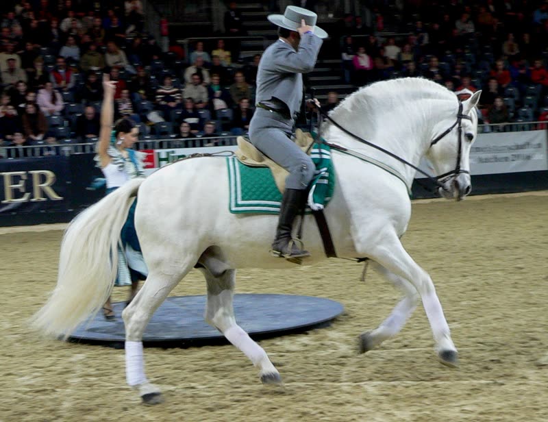 Andalusier
