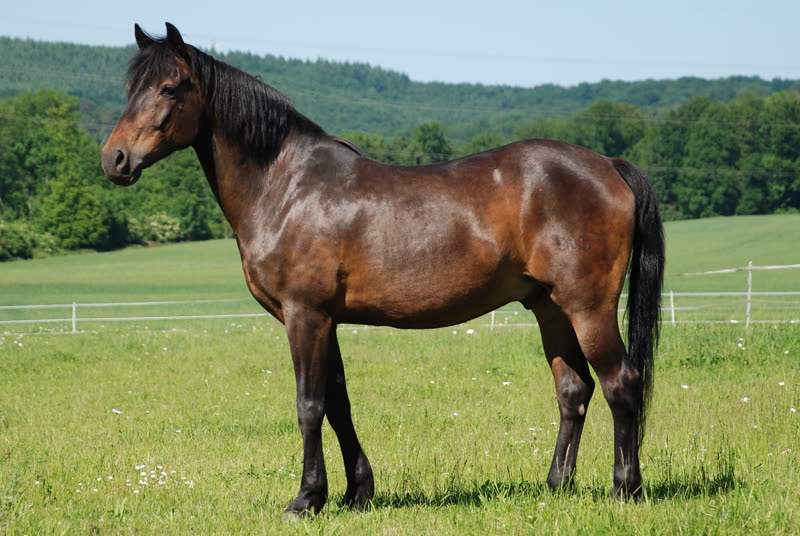 Deutsches Reitpony