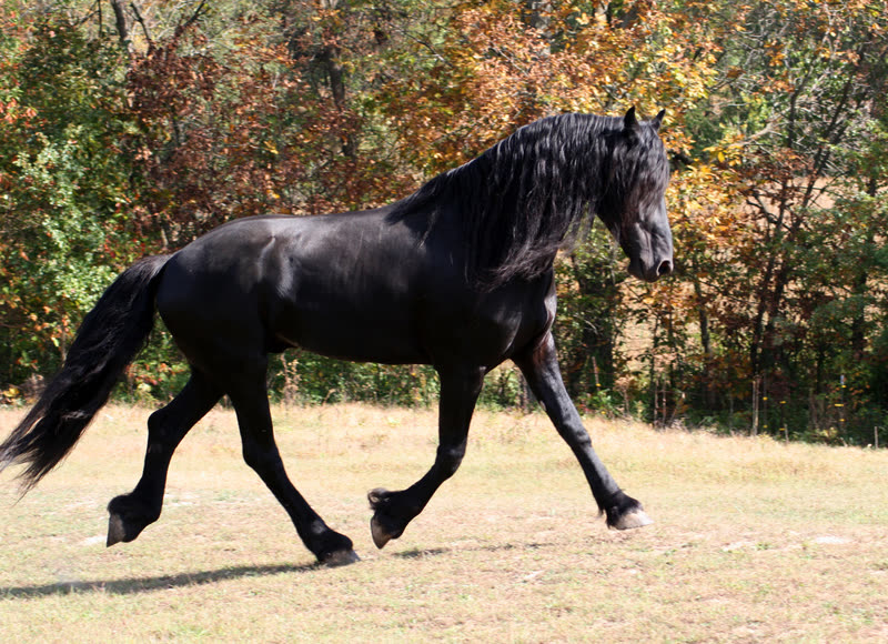 Friese