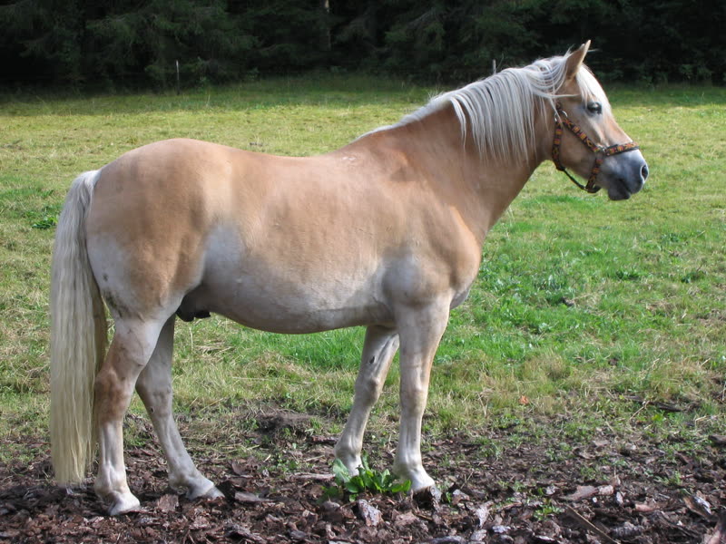 Haflinger