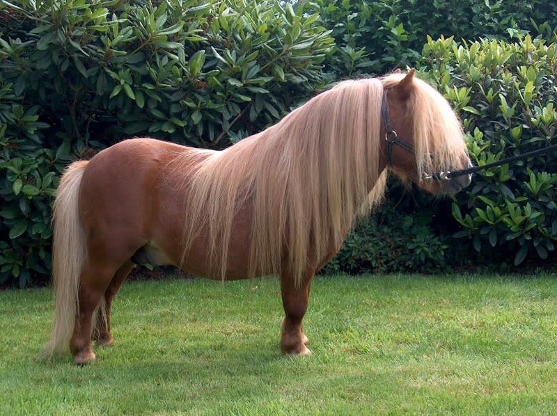 Shetlandpony
